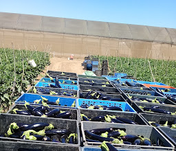 Ensenada Farmers photo
