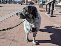 Padfoot Pet Services - Photo 6 - Car repair in Arvada, CO, Thornton