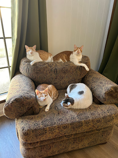 Partners for Pets Veterinary Hospital image