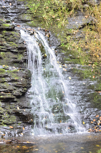 Pet Store «Abrams and Weakley General Store for Animals», reviews and photos, 3963 N 6th St, Harrisburg, PA 17110, USA