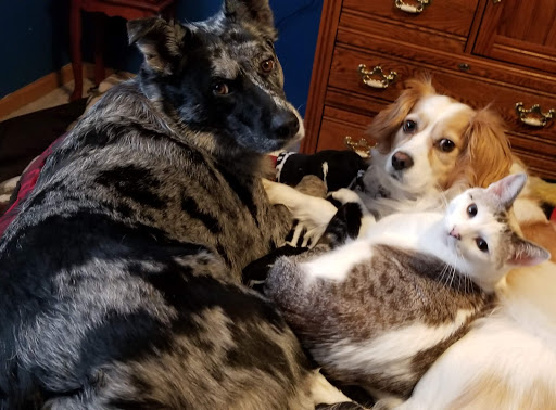 Pet Supply Store «Petco Animal Supplies», reviews and photos, 13691 Ridgedale Dr, Minnetonka, MN 55305, USA