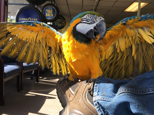 Auto Repair Shop «KITSAP TIRE CENTER», reviews and photos, 20245 Viking Ave NW, Poulsbo, WA 98370, USA