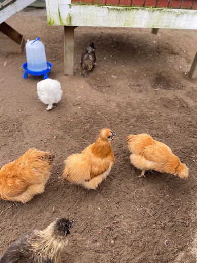 Stable «Lawton Stables», reviews and photos, 190 Greenwood Dr, Hilton Head Island, SC 29928, USA
