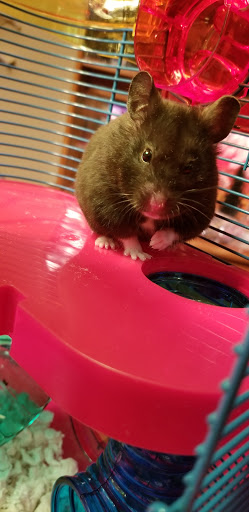 Pet Supply Store «Petco Animal Supplies», reviews and photos, 7040 Valley Creek Plaza, Woodbury, MN 55125, USA