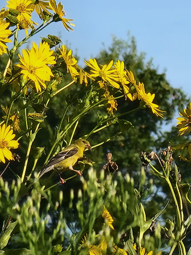Visitor Center «Golden Pond Visitor Center & Planetarium», reviews and photos, 238 Visitor Center Dr, Golden Pond, KY 42211, USA