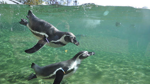 Rostock Der Zoo unter Rostock, 