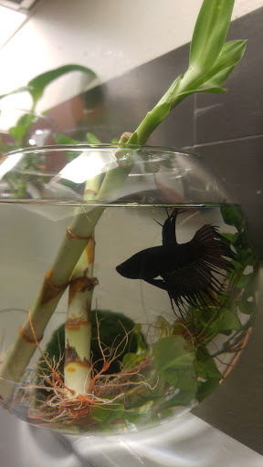 Pet Supply Store «Pet Supplies Plus», reviews and photos, 400 Lowell Ave Suite 14, Haverhill, MA 01832, USA