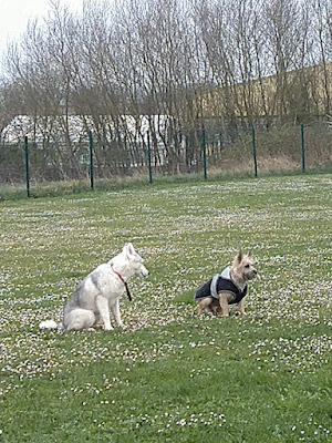 Club canin de Neufchâteau à Neufchâteau