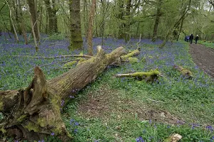 RSPB Garston Wood image