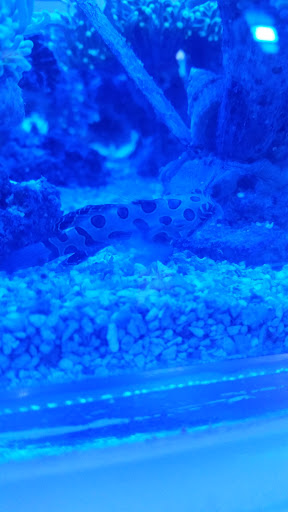 Tropical Fish Store «Pure Reef», reviews and photos, 12900 GA-9, Alpharetta, GA 30004, USA