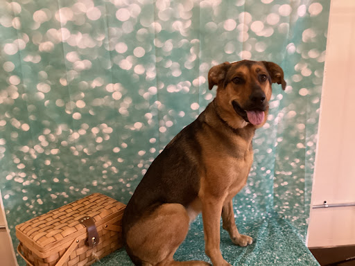 Perfect Pooches Dog Grooming