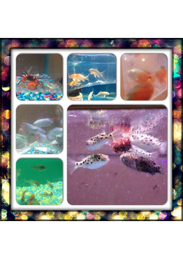 Pet Store «Forever Pets Inc», reviews and photos, 1030 Basse Rd, San Antonio, TX 78212, USA