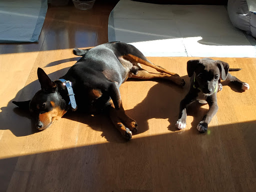 Centro Veterinario La Vall S.l. en la Vall d'Uixó