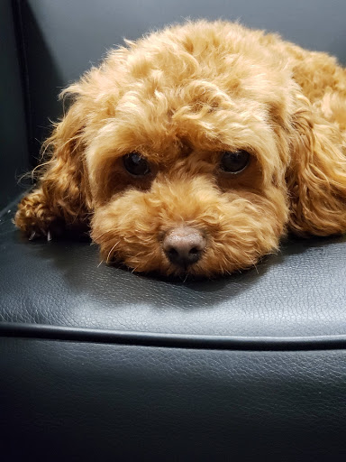 Honda Dealer «Lute Riley Honda», reviews and photos, 1331 N Central Expy, Richardson, TX 75080, USA