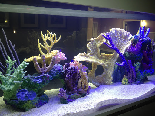 Tropical Fish Store «CGI Aquatic Care», reviews and photos, 4485 Carolyn Cove Ln N, Jacksonville, FL 32258, USA