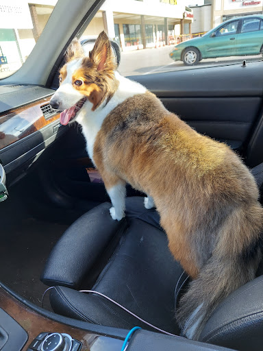 Pet Supply Store «PetSmart», reviews and photos, 2028 Miamisburg Centerville Rd, Dayton, OH 45459, USA