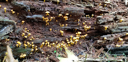 State Park «Bridle Trails State Park», reviews and photos, 5300 116th Ave. N.W., Kirkland, WA 98033, USA