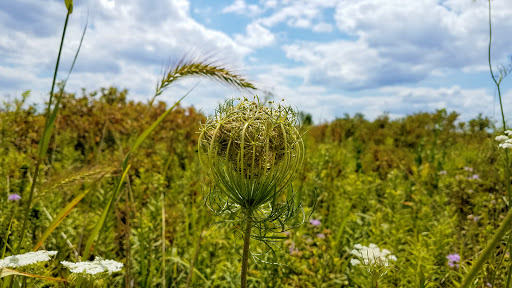 State Park «James Pate Philip State Park», reviews and photos, 2050 W Stearns Rd, Bartlett, IL 60103, USA