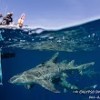 Calypso Dive Charters