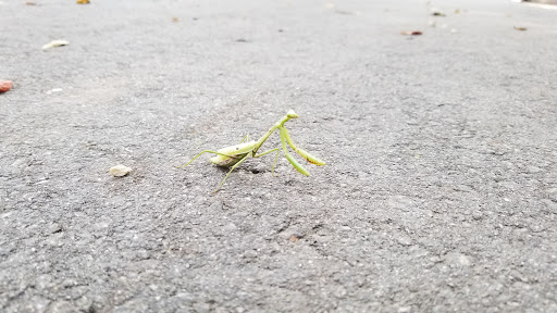 Park «North Charleston Wannamaker County Park», reviews and photos, 8888 University Blvd, North Charleston, SC 29406, USA