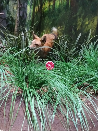 Science Museum «Cook Museum of Natural Science», reviews and photos, 133 4th Ave NE, Decatur, AL 35601, USA