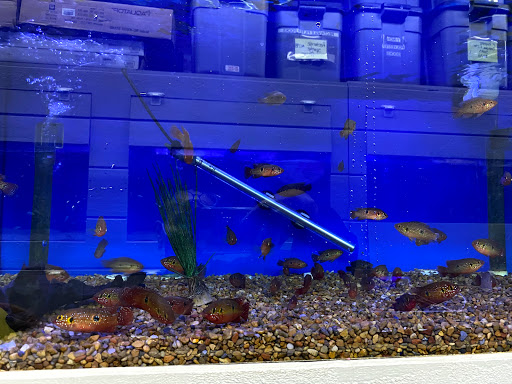 Tropical Fish Store «Stingray Bay», reviews and photos, 17800 E 9 Mile Rd, Eastpointe, MI 48021, USA