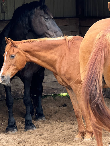 Pet Supply Store «Valley Vet Supply Retail Store», reviews and photos, 1118 Pony Express Hwy, Marysville, KS 66508, USA