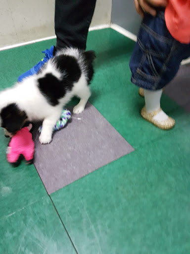 Pet Store «Petland Fairfax», reviews and photos, 9404 Main Street, Fairfax, VA 22031, USA