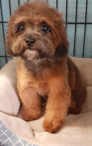 Indognito & Co image