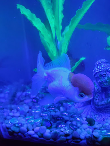 Pet Supply Store «PetSmart», reviews and photos, 2000 Clements Bridge Rd, Woodbury, NJ 08096, USA