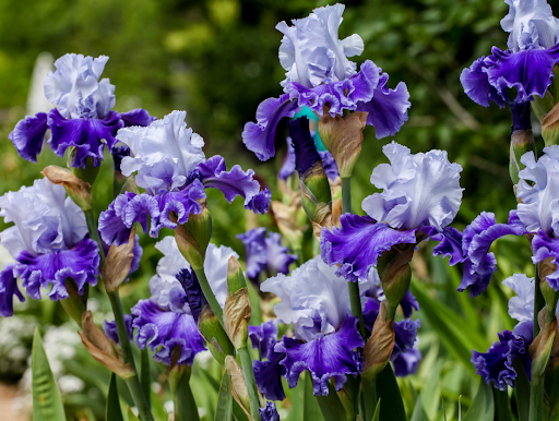 Florist «Neffsville Flower Shoppe», reviews and photos, 2700 Lititz Pike, Lancaster, PA 17601, USA