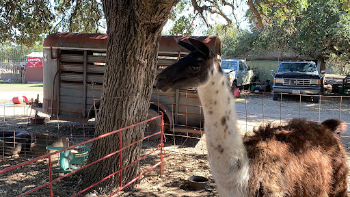 Pony Ride Service «The Farmyard», reviews and photos, 30250 Leroy Scheel Rd, Bulverde, TX 78163, USA