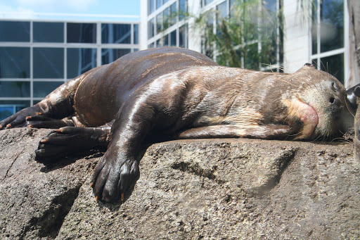Zoo «Rainforest Pyramid», reviews and photos, 1 Hope Blvd, Galveston, TX 77554, USA