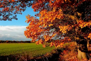 Staatsbosbeheer image