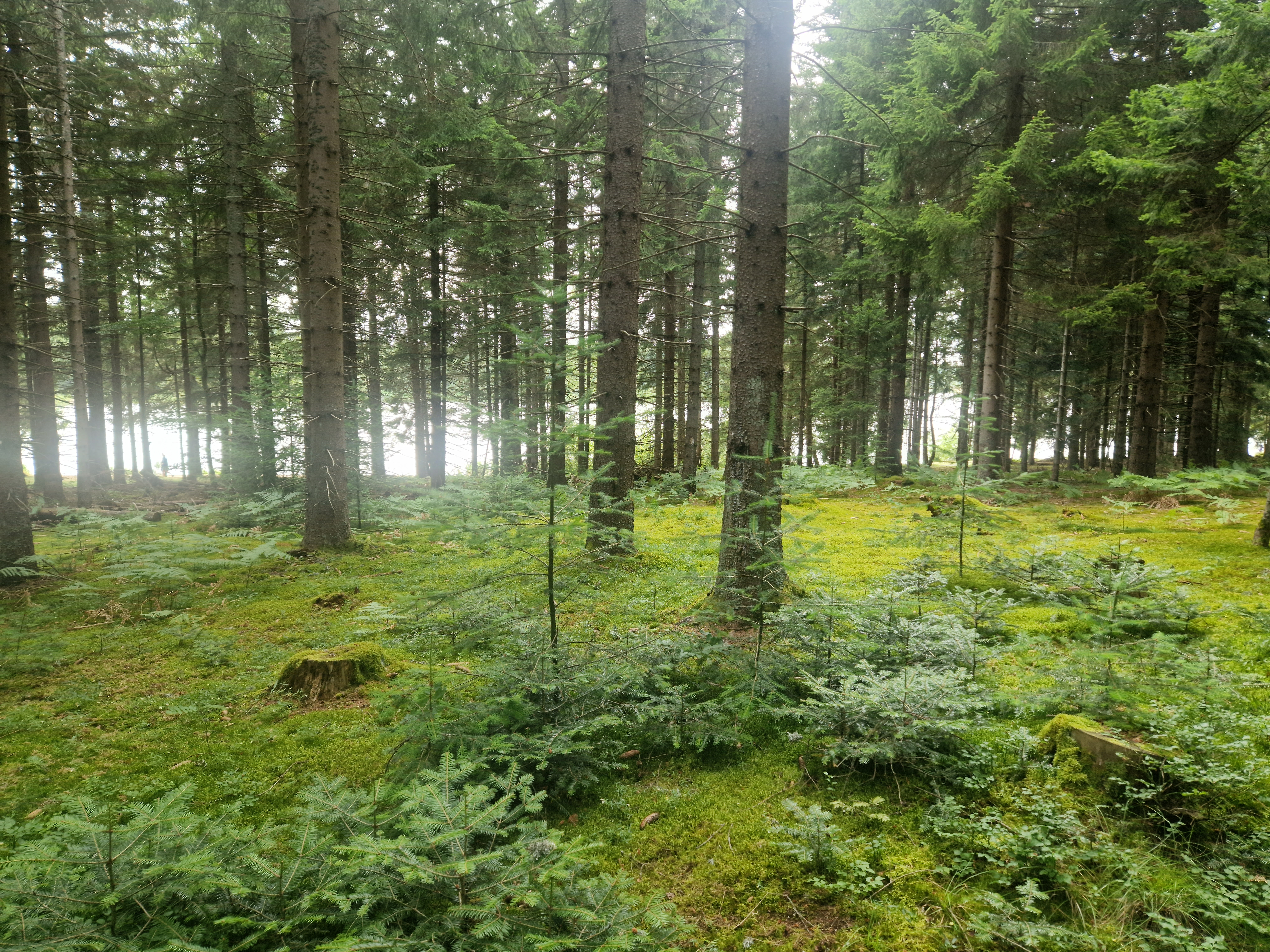 Photo n° 1 de l'avis de Frankymad86. fait le 05/08/2023 à 22:30