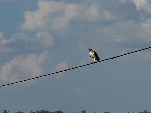 Nature Preserve «Iowa Raptor Center», reviews and photos, 2095 Mehaffey Bridge Rd NE, Solon, IA 52333, USA