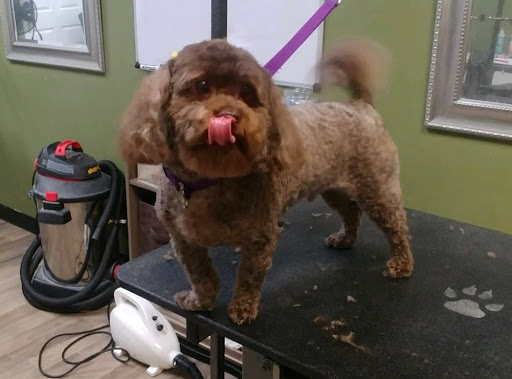 Pet Supply Store «EarthWise Pet Supply», reviews and photos, 3300 Hamilton Mill Rd #103, Buford, GA 30519, USA