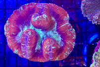 European Aquatics Inc. - Photo 3 - Car repair in Malden, MA, Lynn