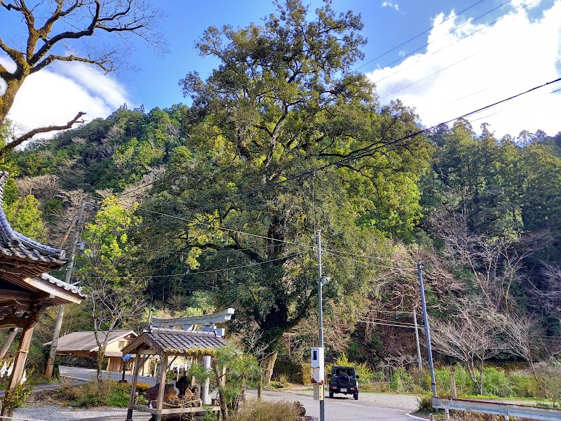 白山神社の樫の大木