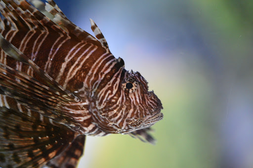 Aquarium «SEA LIFE Charlotte-Concord Aquarium», reviews and photos, 8111 Concord Mills Boulevard, Concord, NC 28027, USA
