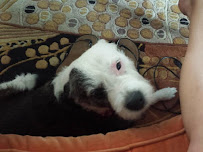 Fur Certain Pet Sitting Service - Photo 8 - Car repair in , Chattanooga