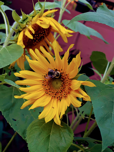 Drug Store «Walgreens», reviews and photos, 649 W Main St, Waterbury, CT 06702, USA