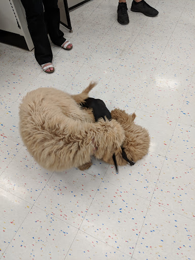 Pet Supply Store «Petco Animal Supplies», reviews and photos, 231 N Glendale Ave, Glendale, CA 91206, USA