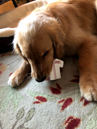 Pet Supply Store «New England Dog Biscuit Company», reviews and photos, 7 Central St, Salem, MA 01970, USA