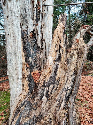 Park «Cottage Lake Park», reviews and photos, NE Woodinville Duvall Rd, Woodinville, WA 98072, USA