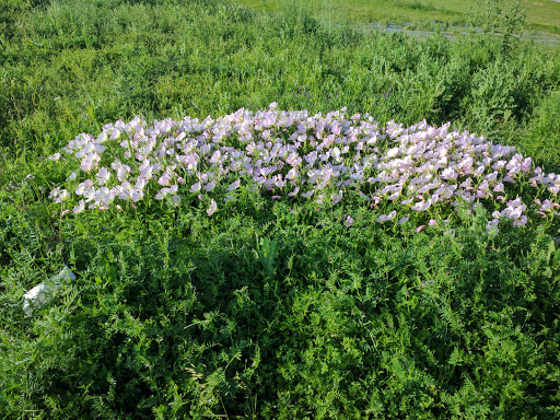 Park «Katherine B. Winniford Park», reviews and photos, 4900 Highlands Dr, McKinney, TX 75070, USA