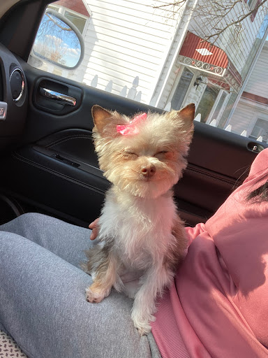 Pet Store «Doggy Dog World Inc», reviews and photos, 2552 Coney Island Ave, Brooklyn, NY 11223, USA