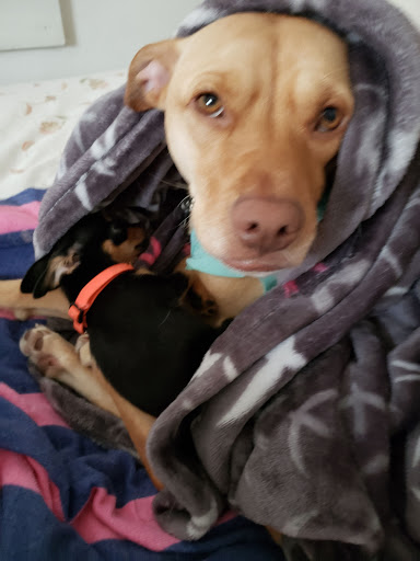 Pet Supply Store «PetSmart», reviews and photos, 1331 Nixon Dr, Moorestown, NJ 08057, USA