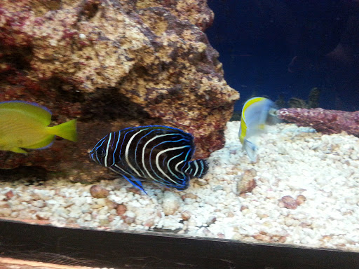 Pet Supply Store «Pet Station Jackson», reviews and photos, 1617 E Michigan Ave, Jackson, MI 49202, USA