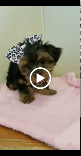 Pet Store «Happiness Is Pets», reviews and photos, 2936 Showplace Dr, Naperville, IL 60564, USA